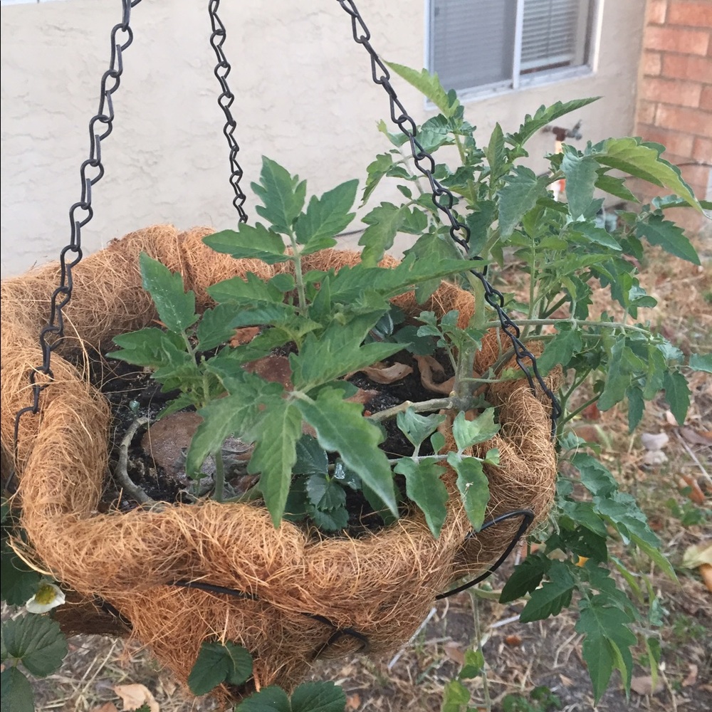 Meet your Posher, Carole