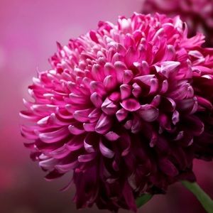 Meet your Posher, Kari