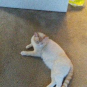 Meet your Posher, Monique