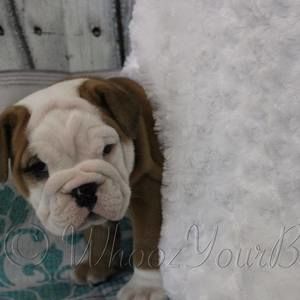 Meet your Posher, Sonya