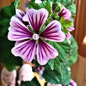 Meet your Posher, Kelly