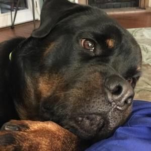 Meet your Posher, Susan