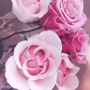 Meet your Posher, Kristi