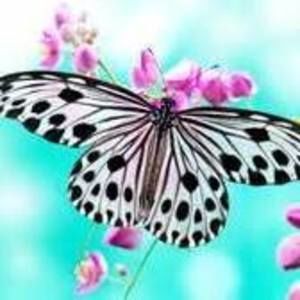 Meet your Posher, Ella