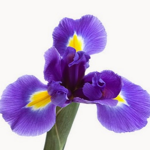 Meet your Posher, Steph - Picture 1 of 1