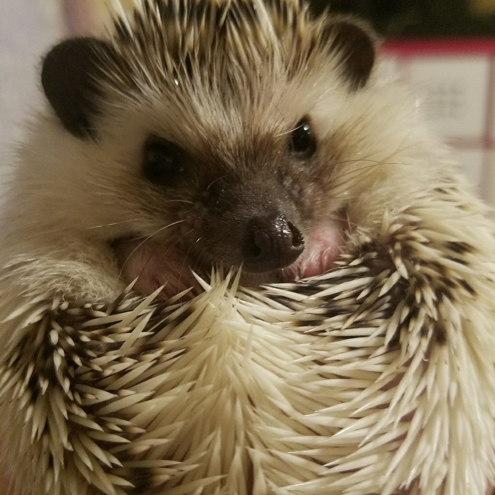 Meet your Posher, Elya