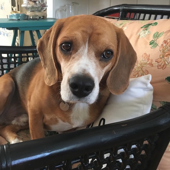 Meet your Posher, Lisa - Picture 2 of 2