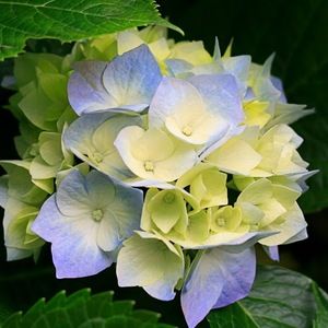 Meet your Posher, Tykika