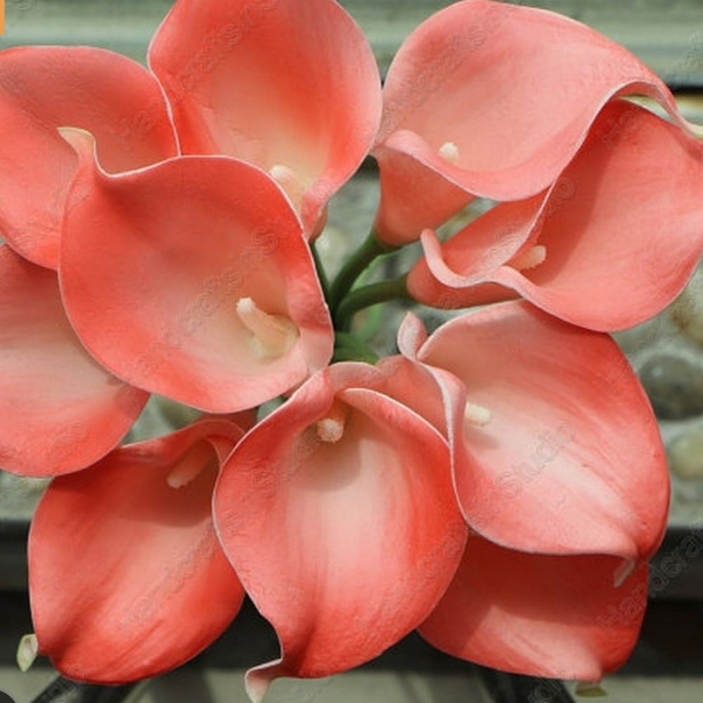 Meet your Posher, Guadalupe