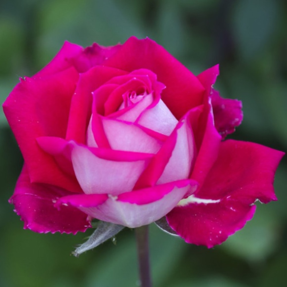 Meet your Posher, Sophia