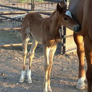 Meet your Posher, Maxine