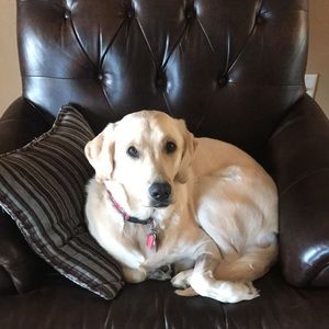 Meet your Posher, Thomas