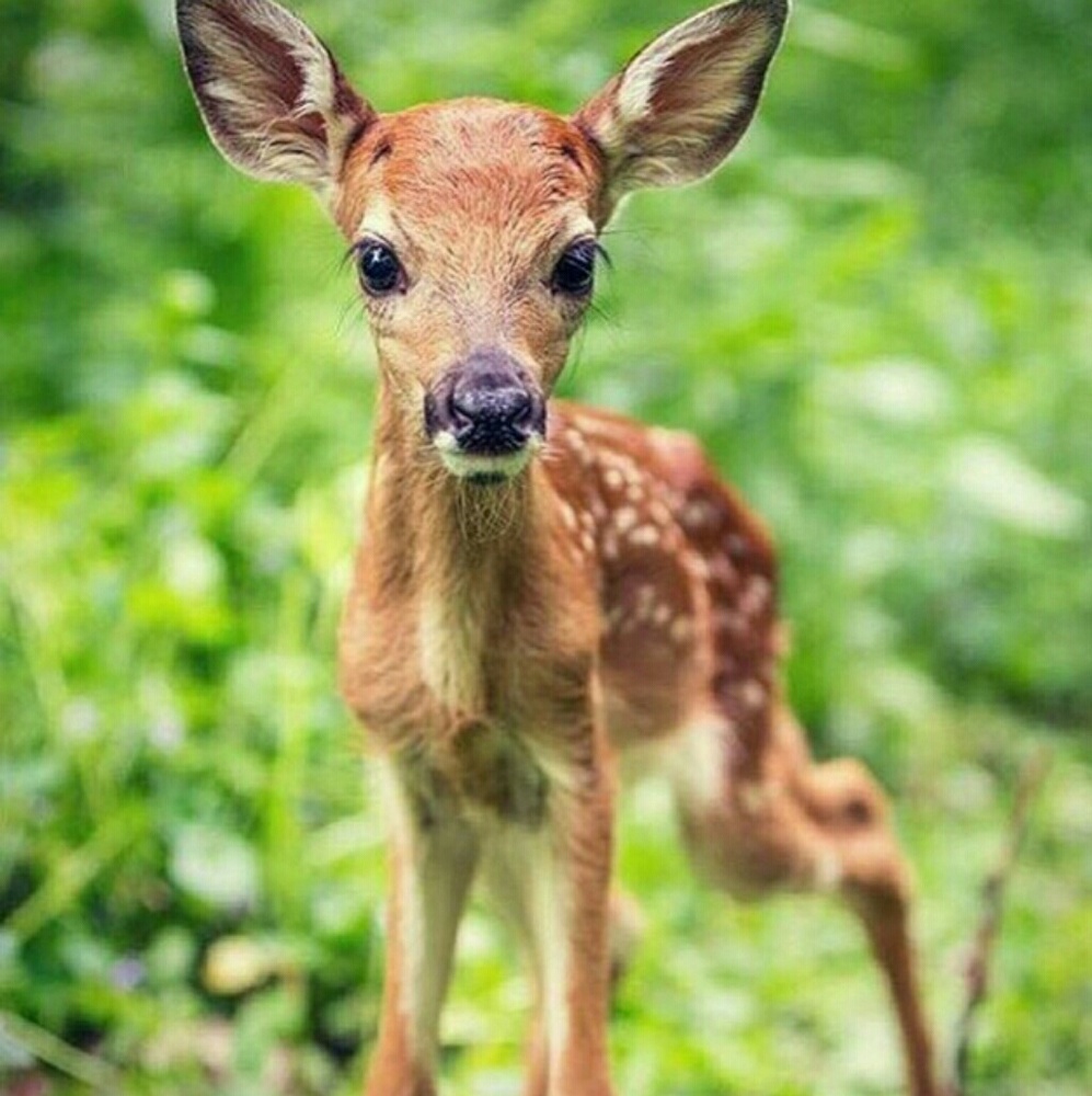 Meet your Posher, Joslynn