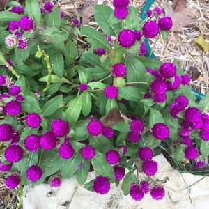 Meet your Posher, Bonnie