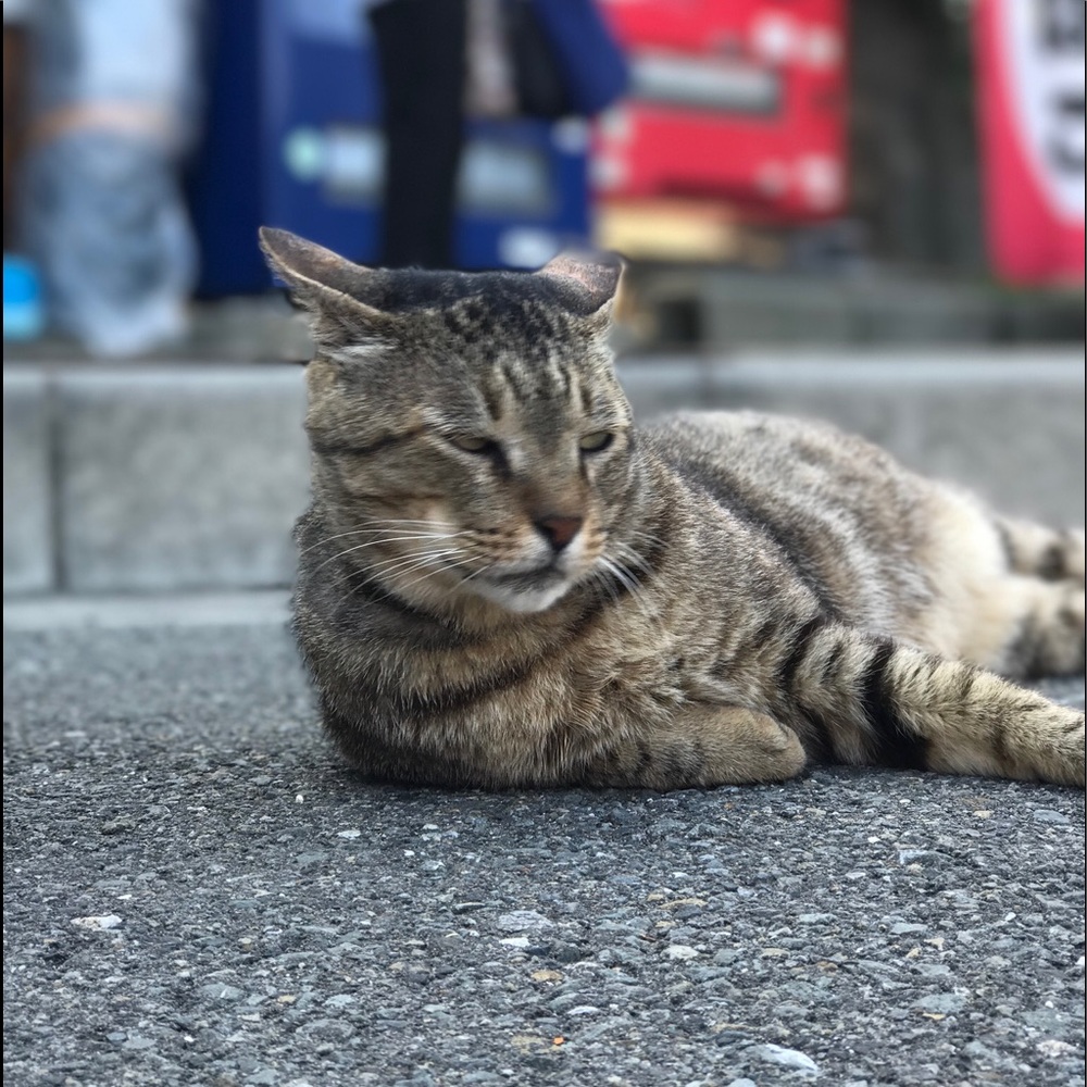 Meet your Posher, Maggie