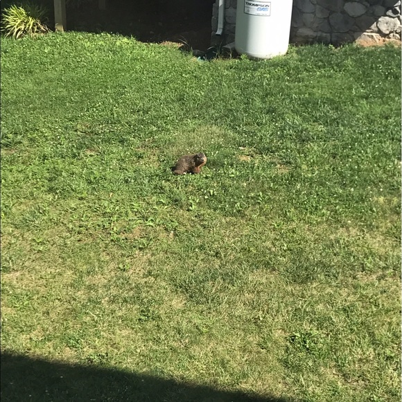 Meet your Posher, Sophie - Picture 1 of 1