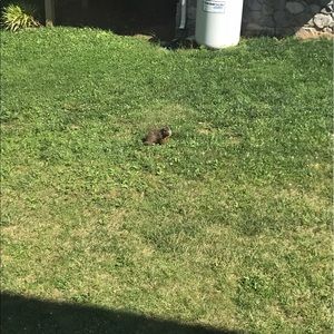 Meet your Posher, Sophie