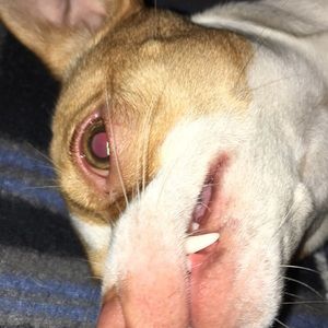 Meet your Posher, Blake