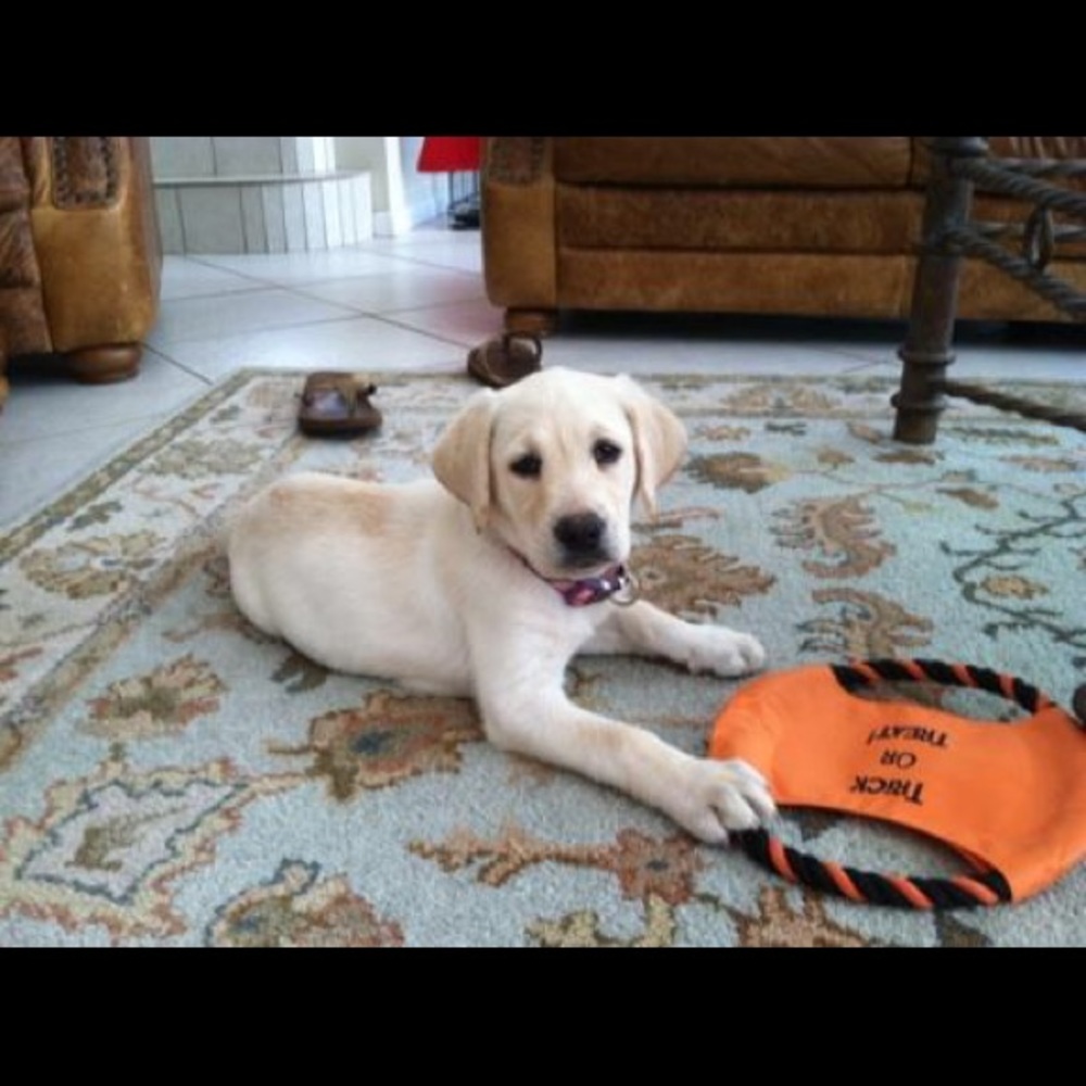 Meet your Posher, Anne