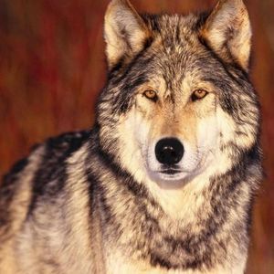 Meet your Posher, Carlos