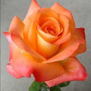 Meet your Posher, Peacher