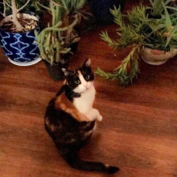 ♥️Welcome to my closet! Nice to meet you!♥️ - Picture 2 of 4