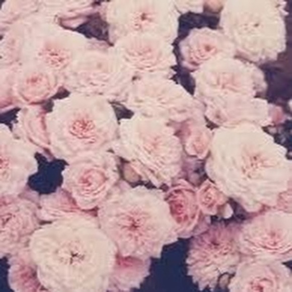 Meet your Posher, Dajah - Picture 1 of 1