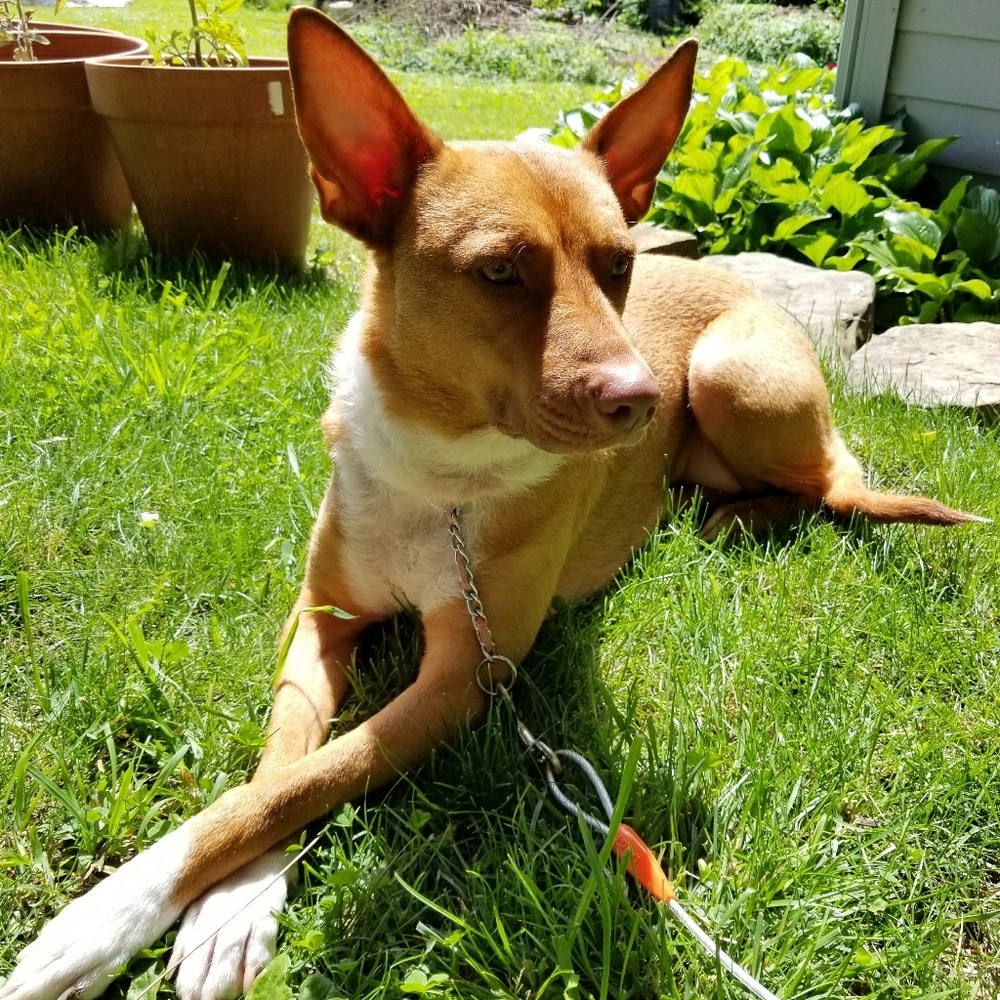 Meet your Posher, Amber