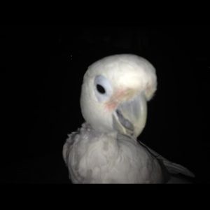 Meet your Posher, Denice