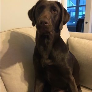 Meet your Posher, Justin