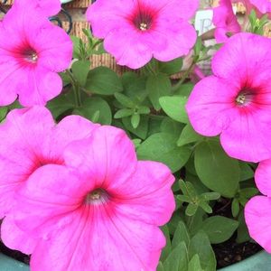 Meet your Posher, Beth