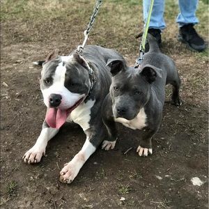 Meet your Posher, Leonardo