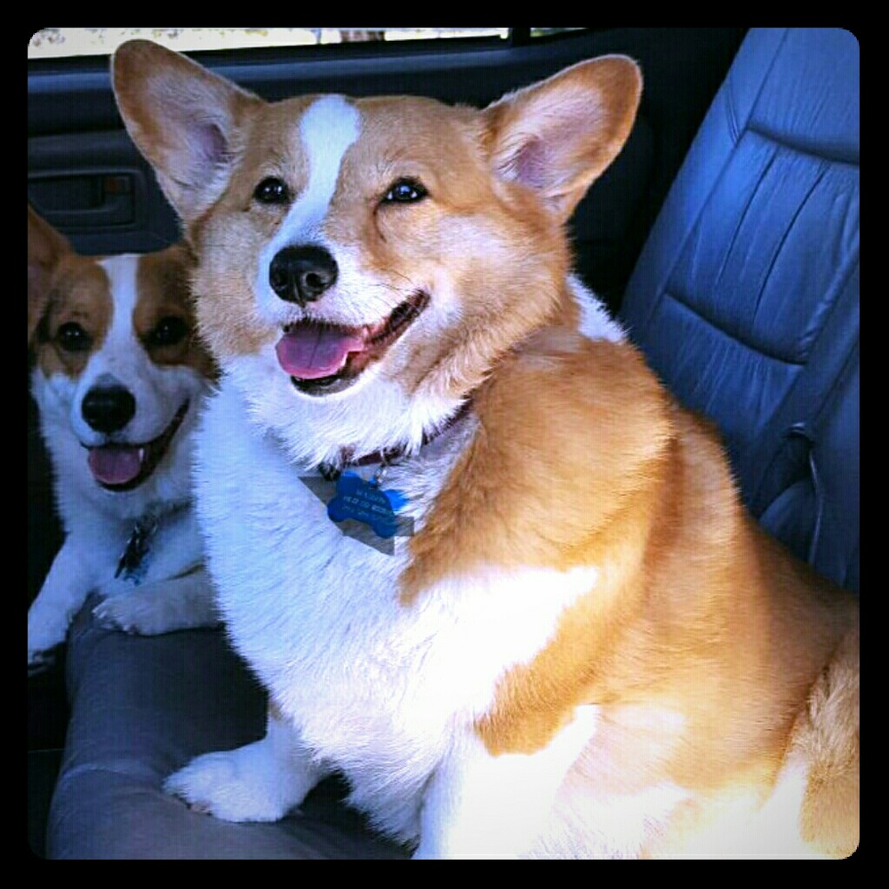 Corgis