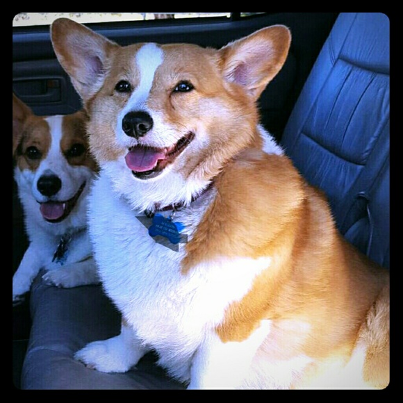 Corgis - Picture 1 of 1