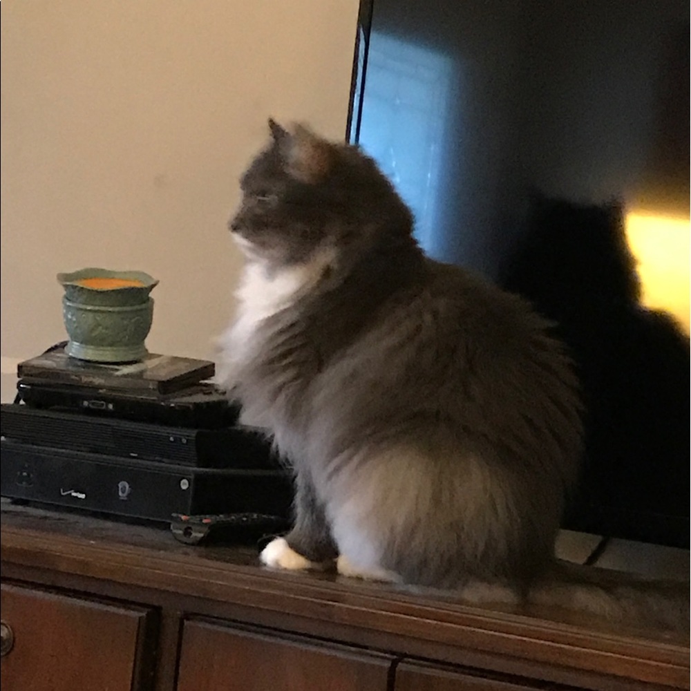 Meet your Posher, Michele