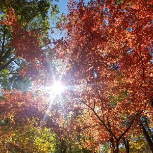 Meet your Posher, Skarlett