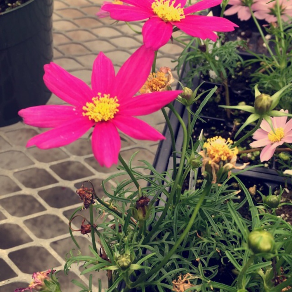 Meet your Posher, Jaden