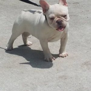 Meet your Posher, Roger