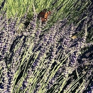 Meet your Posher, Kris