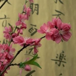 Meet your Posher, Maximus