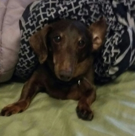 Meet your Posher, Courtney - Picture 2 of 3