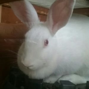 Meet your Posher, Toby