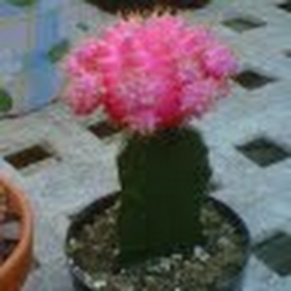 Meet your Posher, Anika - Picture 1 of 1