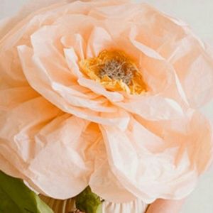 Meet your Posher, Desiree