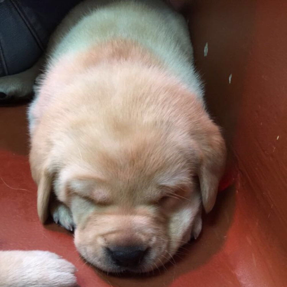 Meet your Posher, Abby