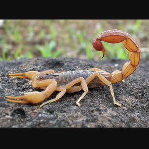 Meet your Posher, Alicia