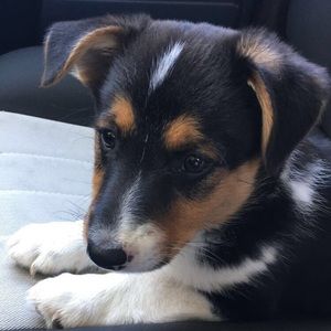 Meet your Posher, Calle