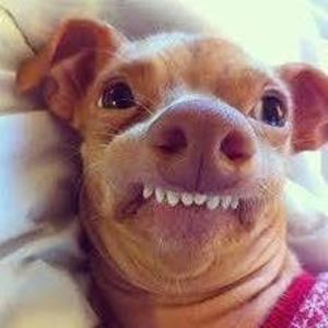 Meet your Posher, Sydney