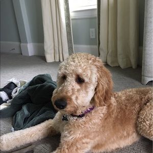 Meet your Posher, Anna