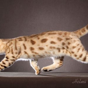 Meet your Posher, Wendy